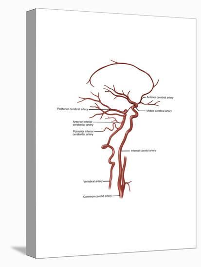 Arteries Found in the Head, Illustration-Gwen Shockey-Stretched Canvas