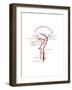 Arteries Found in the Head, Illustration-Gwen Shockey-Framed Art Print