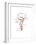 Arteries Found in the Head, Illustration-Gwen Shockey-Framed Art Print