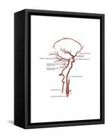 Arteries Found in the Head, Illustration-Gwen Shockey-Framed Stretched Canvas