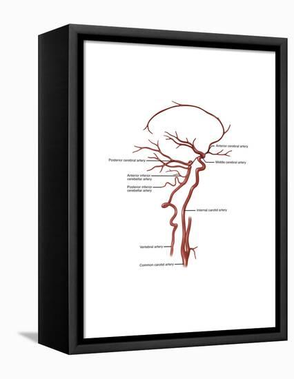 Arteries Found in the Head, Illustration-Gwen Shockey-Framed Stretched Canvas