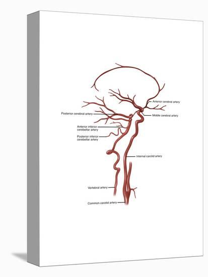 Arteries Found in the Head, Illustration-Gwen Shockey-Stretched Canvas