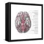 Arteries of the Brain, Illustration-Evan Oto-Framed Stretched Canvas