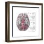 Arteries of the Brain, Illustration-Evan Oto-Framed Art Print