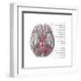 Arteries of the Brain, Illustration-Evan Oto-Framed Art Print