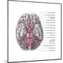 Arteries of the Brain, Illustration-Evan Oto-Mounted Art Print