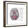 Arteries of the Brain, Illustration-Evan Oto-Framed Art Print