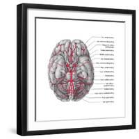 Arteries of the Brain, Illustration-Evan Oto-Framed Art Print