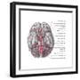 Arteries of the Brain, Illustration-Evan Oto-Framed Art Print