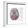 Arteries of the Brain, Illustration-Evan Oto-Framed Art Print