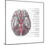 Arteries of the Brain, Illustration-Evan Oto-Mounted Art Print