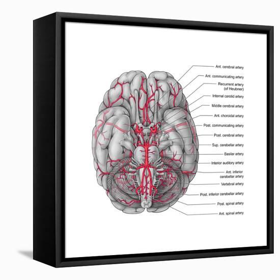 Arteries of the Brain, Illustration-Evan Oto-Framed Stretched Canvas