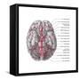 Arteries of the Brain, Illustration-Evan Oto-Framed Stretched Canvas