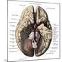 Arteries of the Brain-Science Source-Mounted Giclee Print