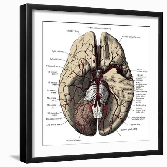 Arteries of the Brain-Science Source-Framed Giclee Print