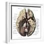 Arteries of the Brain-Science Source-Framed Giclee Print