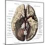 Arteries of the Brain-Science Source-Mounted Giclee Print
