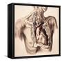 Arteries, Thorax and Neck, Illustration, 1844-Science Source-Framed Stretched Canvas