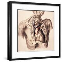 Arteries, Thorax and Neck, Illustration, 1844-Science Source-Framed Giclee Print