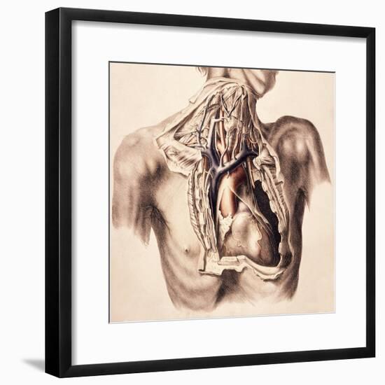 Arteries, Thorax and Neck, Illustration, 1844-Science Source-Framed Giclee Print
