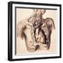 Arteries, Thorax and Neck, Illustration, 1844-Science Source-Framed Giclee Print