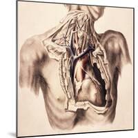 Arteries, Thorax and Neck, Illustration, 1844-Science Source-Mounted Giclee Print
