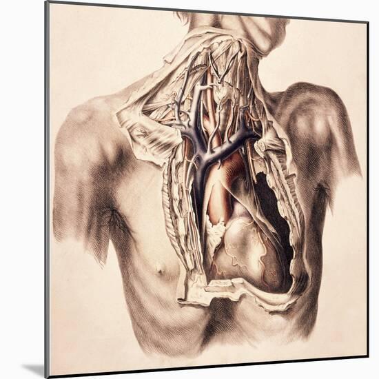 Arteries, Thorax and Neck, Illustration, 1844-Science Source-Mounted Giclee Print