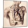 Arteries, Thorax and Neck, Illustration, 1844-Science Source-Mounted Giclee Print