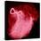 Arteriograph of the Coronary Arteries of the Heart-Science Photo Library-Stretched Canvas