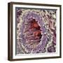 Artery SEM-Steve Gschmeissner-Framed Premium Photographic Print