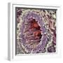 Artery SEM-Steve Gschmeissner-Framed Premium Photographic Print