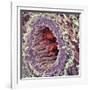 Artery SEM-Steve Gschmeissner-Framed Photographic Print