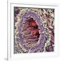 Artery SEM-Steve Gschmeissner-Framed Photographic Print