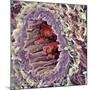 Artery SEM-Steve Gschmeissner-Mounted Photographic Print