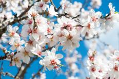 Almond Blossom-ArtesiaWells-Photographic Print