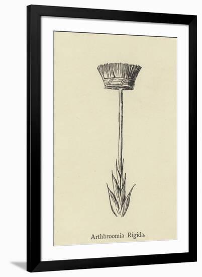 Arthbroomia Rigida-Edward Lear-Framed Giclee Print