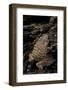Arthroleptis (Squeaking Frogs)-Paul Starosta-Framed Photographic Print