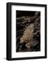 Arthroleptis (Squeaking Frogs)-Paul Starosta-Framed Photographic Print