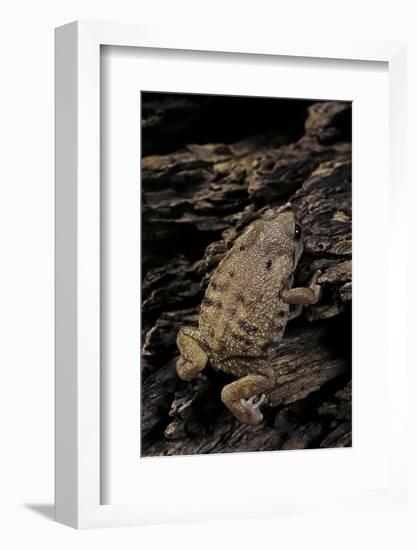 Arthroleptis (Squeaking Frogs)-Paul Starosta-Framed Photographic Print