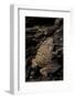 Arthroleptis (Squeaking Frogs)-Paul Starosta-Framed Photographic Print