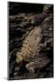 Arthroleptis (Squeaking Frogs)-Paul Starosta-Mounted Photographic Print