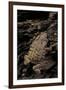 Arthroleptis (Squeaking Frogs)-Paul Starosta-Framed Photographic Print