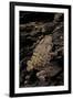 Arthroleptis (Squeaking Frogs)-Paul Starosta-Framed Photographic Print