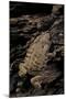 Arthroleptis (Squeaking Frogs)-Paul Starosta-Mounted Photographic Print