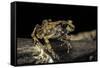 Arthroleptis Stenodactylus (Savanna Squeaking Frog)-Paul Starosta-Framed Stretched Canvas