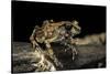 Arthroleptis Stenodactylus (Savanna Squeaking Frog)-Paul Starosta-Stretched Canvas
