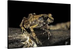 Arthroleptis Stenodactylus (Savanna Squeaking Frog)-Paul Starosta-Stretched Canvas