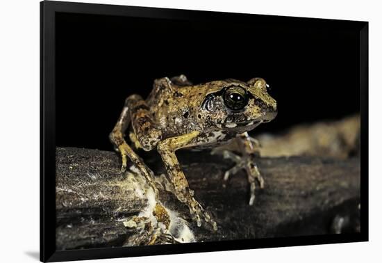 Arthroleptis Stenodactylus (Savanna Squeaking Frog)-Paul Starosta-Framed Photographic Print