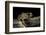 Arthroleptis Stenodactylus (Savanna Squeaking Frog)-Paul Starosta-Framed Photographic Print