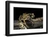 Arthroleptis Stenodactylus (Savanna Squeaking Frog)-Paul Starosta-Framed Photographic Print